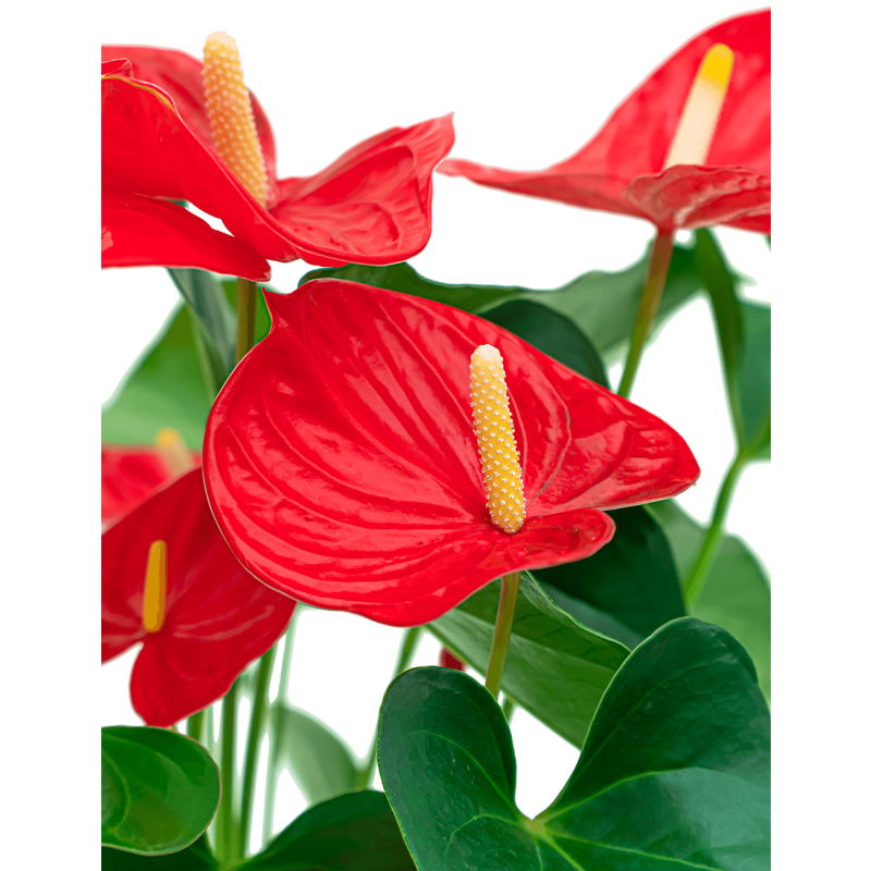 Anthurium rood in watergevende Classico rood