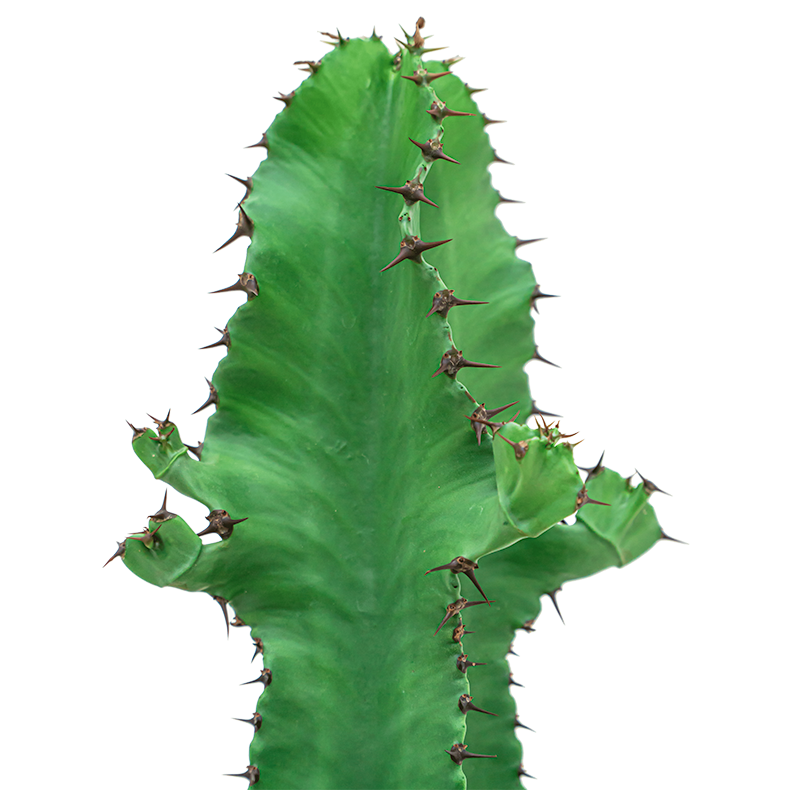 Euphorbia Ingens in Nature Row Egg Planter zwart