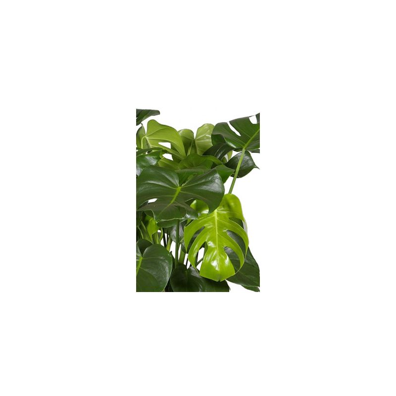 Monstera Deliciosa