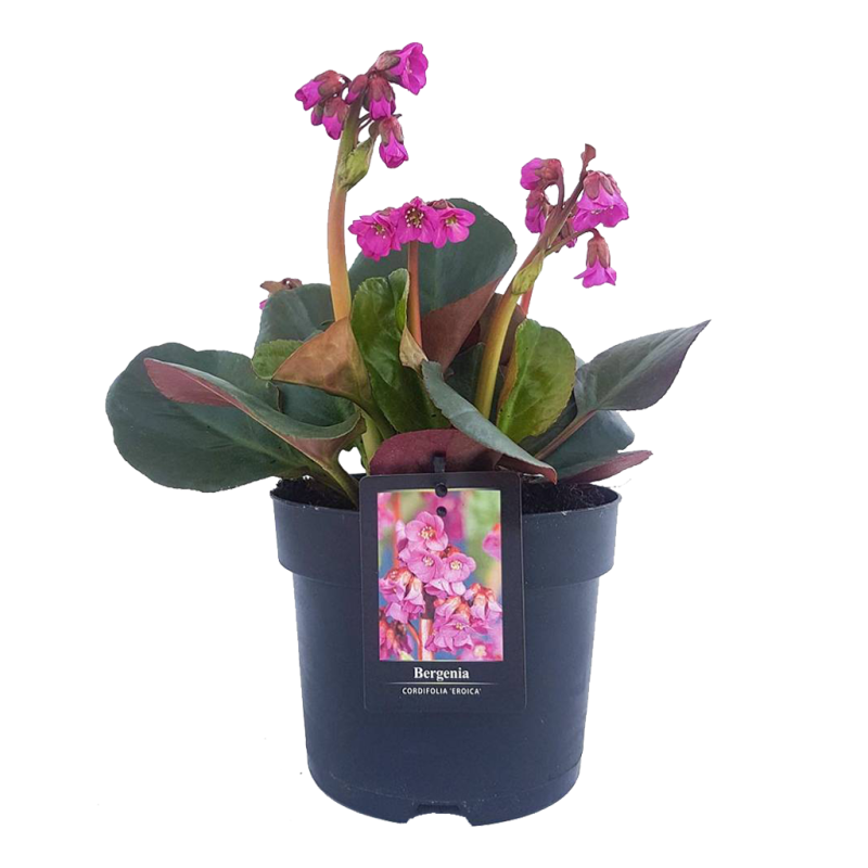 Bergenia cordifolia 'Eroica'