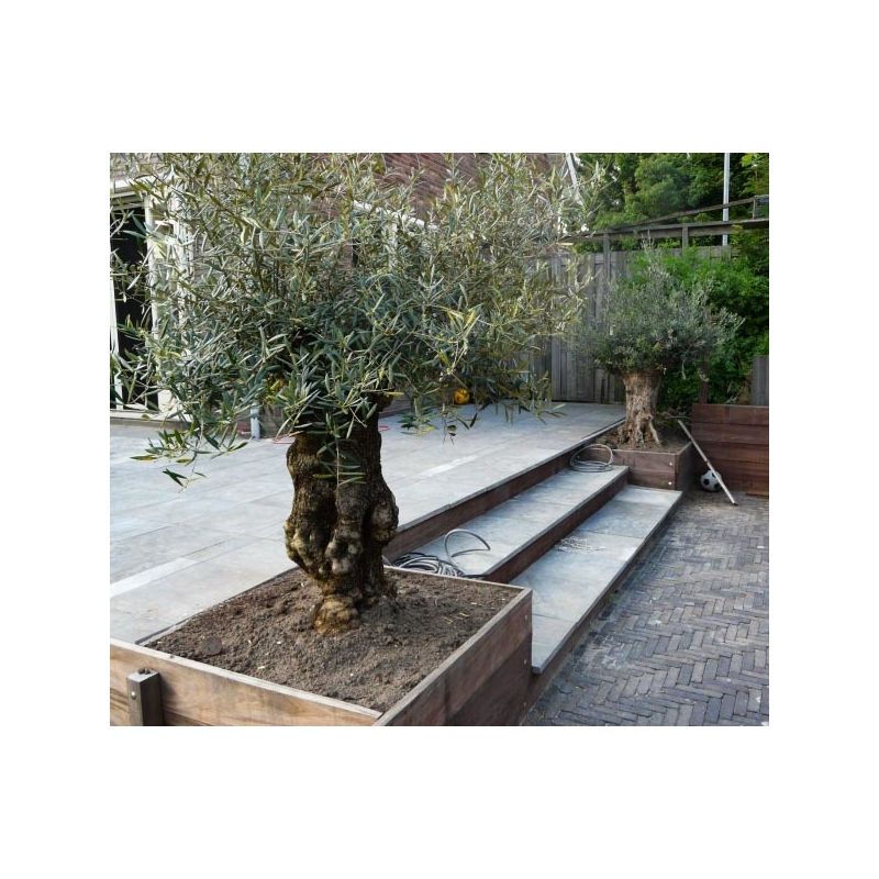 Olea Europaea - grillige stam
