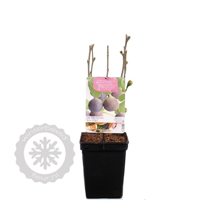 Ficus carica 'Brown Turkey' Vijgenboom