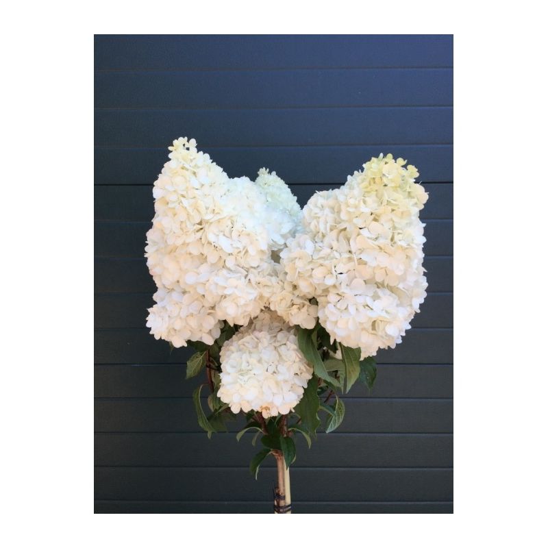 Hydrangea paniculata 'Vanille Fraise' op stam