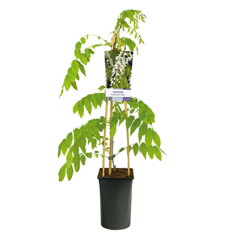 Wisteria sinensis 'Alba'