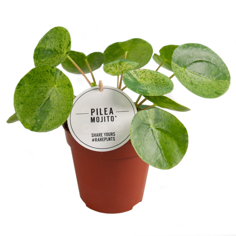 Pilea Peperomioides Mojito