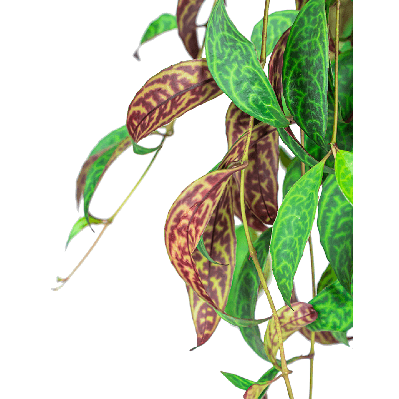 Aeschynanthus Marmoratus