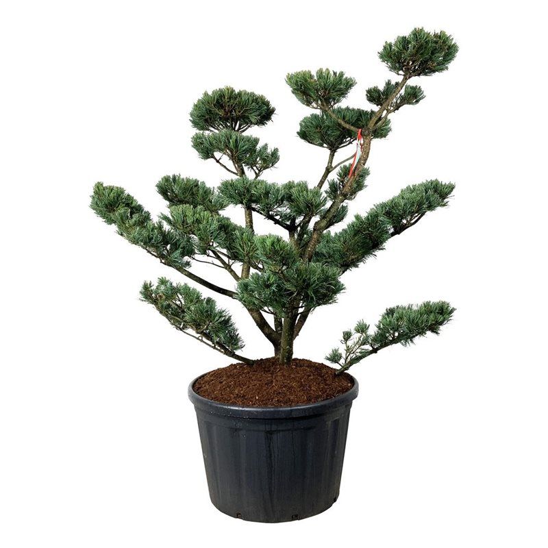 Pinus Parviflora Glauca - bonsai