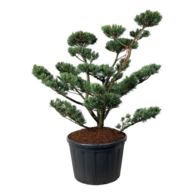 Pinus Glauca - bonsai