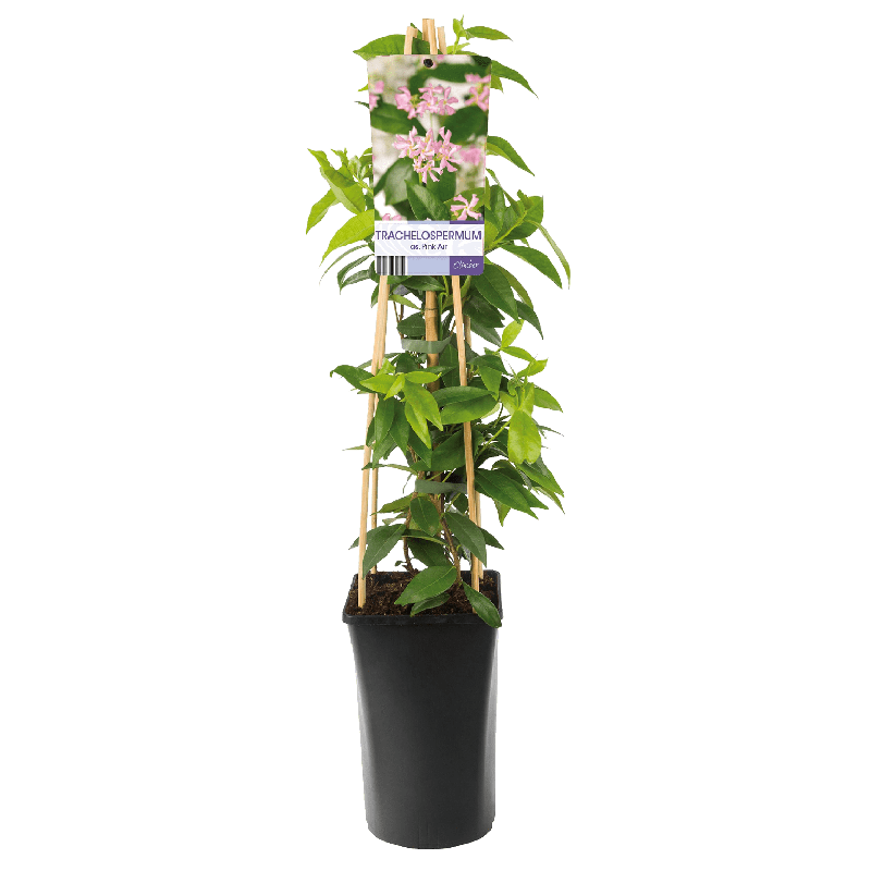 Trachelospermum 'Pink Air'