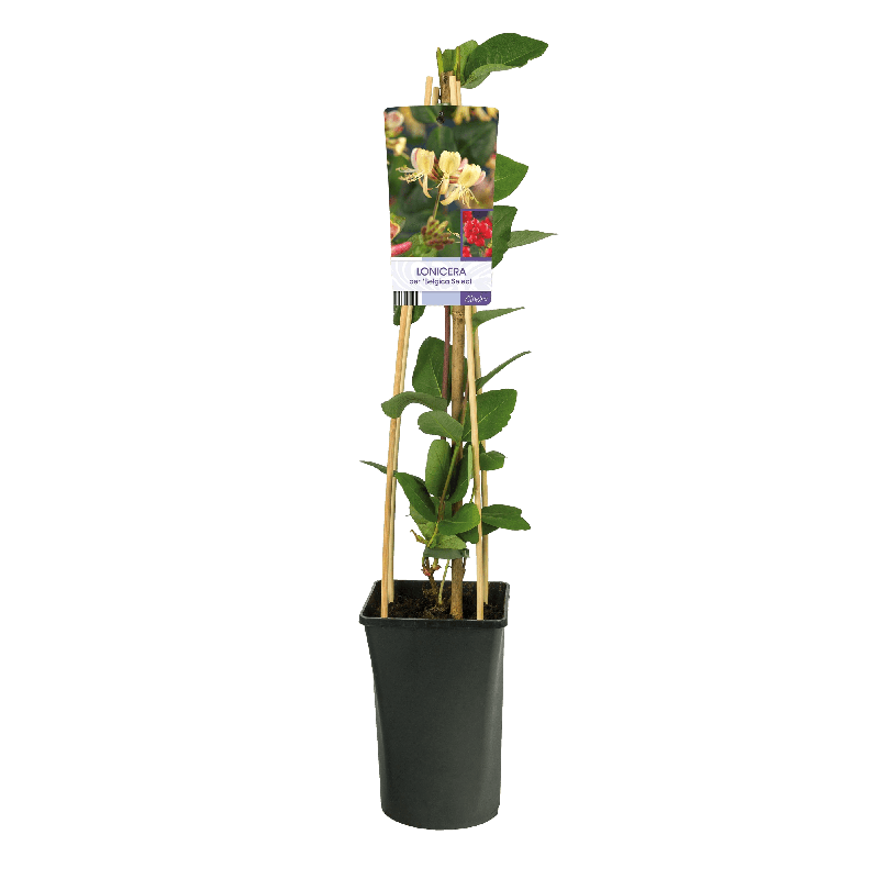 Lonicera periclymenum 'Belgica Select'