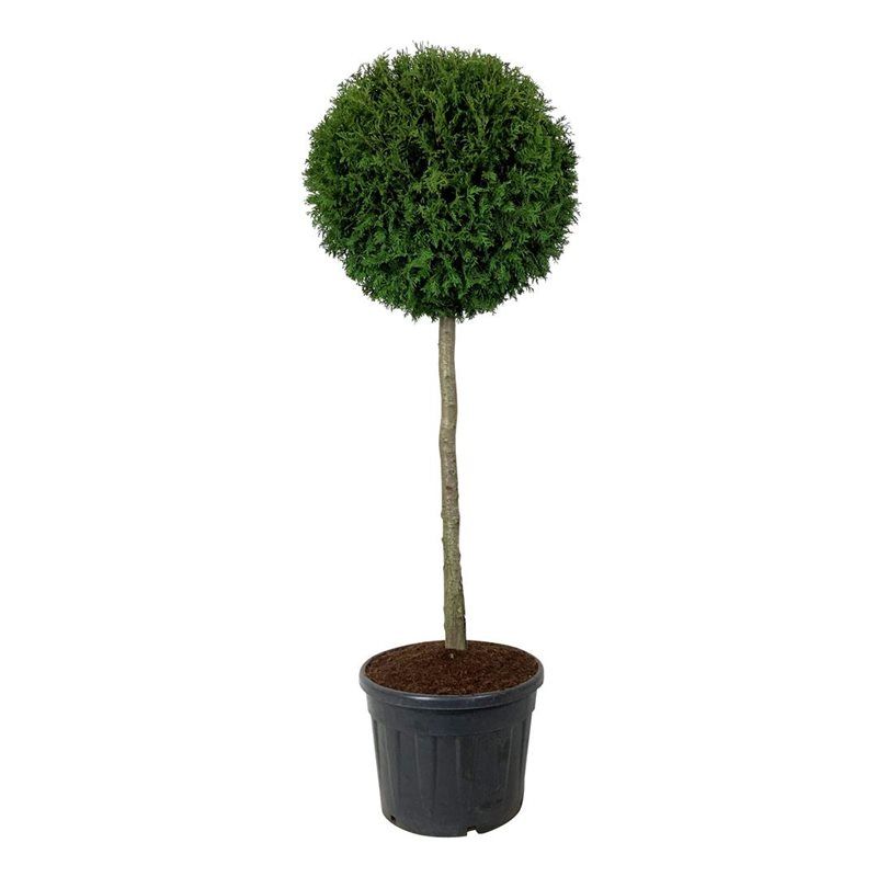 Thuja Brabant - op stam