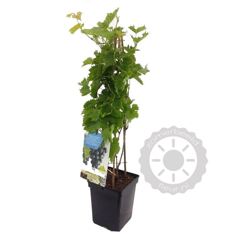 Vitis vinifera 'Muscat Blue' Blauwe druif