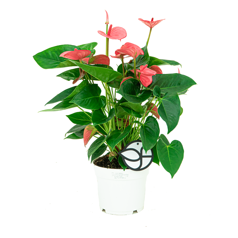 Anthurium roze