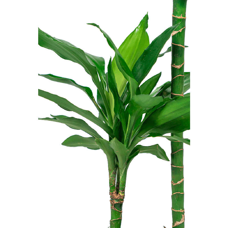 Dracaena Hawaiian 2-stam