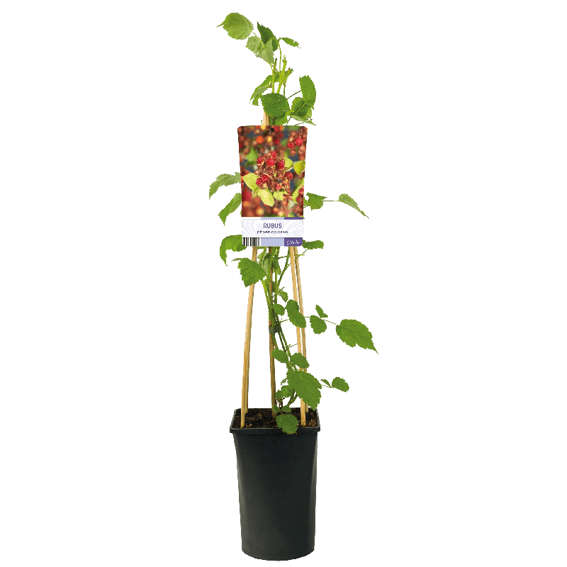Rubus phoenicolasius