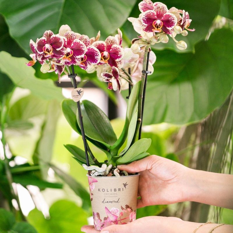 Phalaenopsis Diamond rood