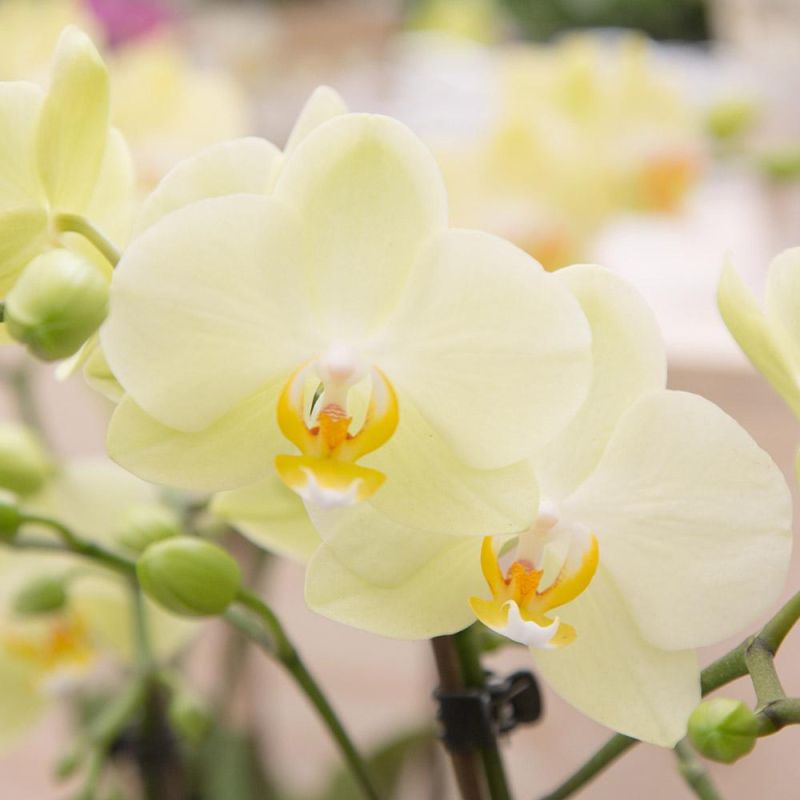 Phalaenopsis Mineral Mexico