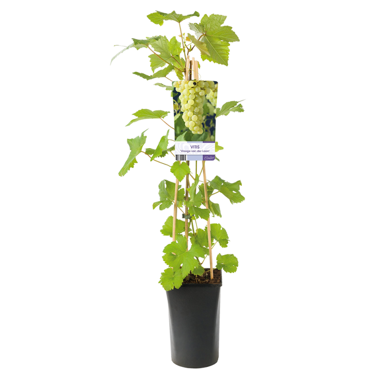 Vitis vinifera 'Vroege van der Laan'