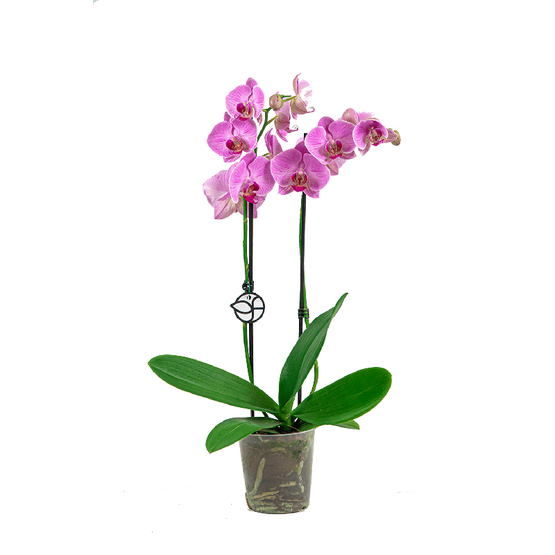 Phalaenopsis roze