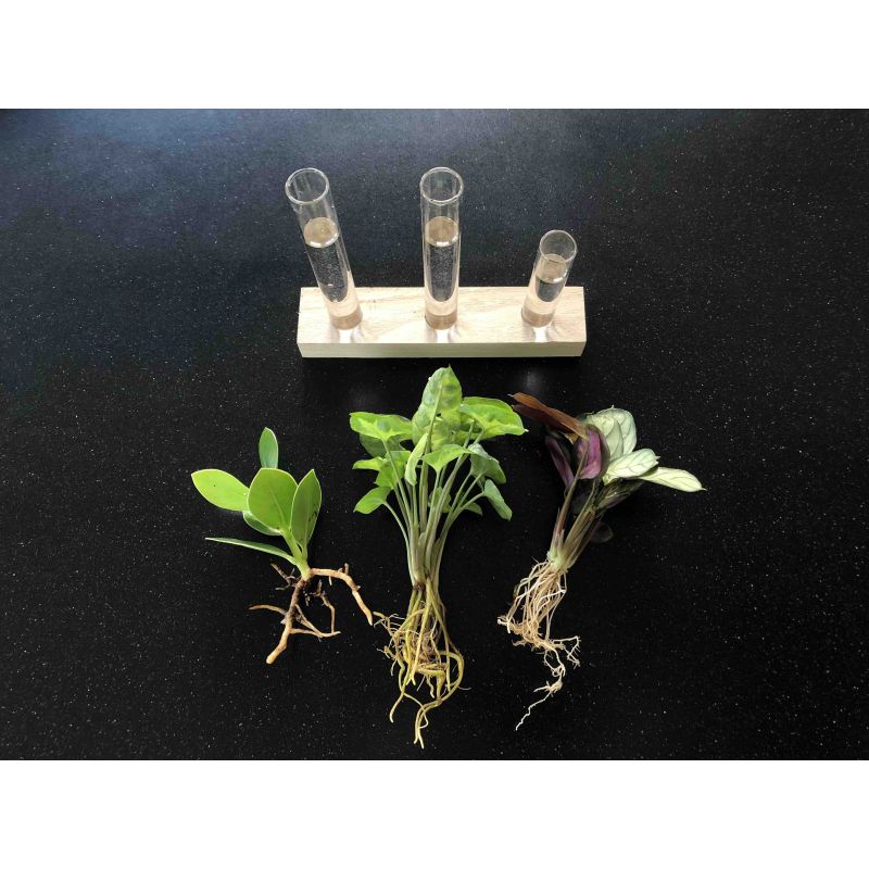 Groene planten brievenbuspakket