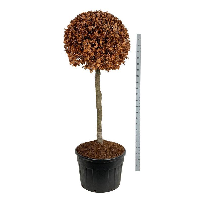 Fagus sylvatica - op stam