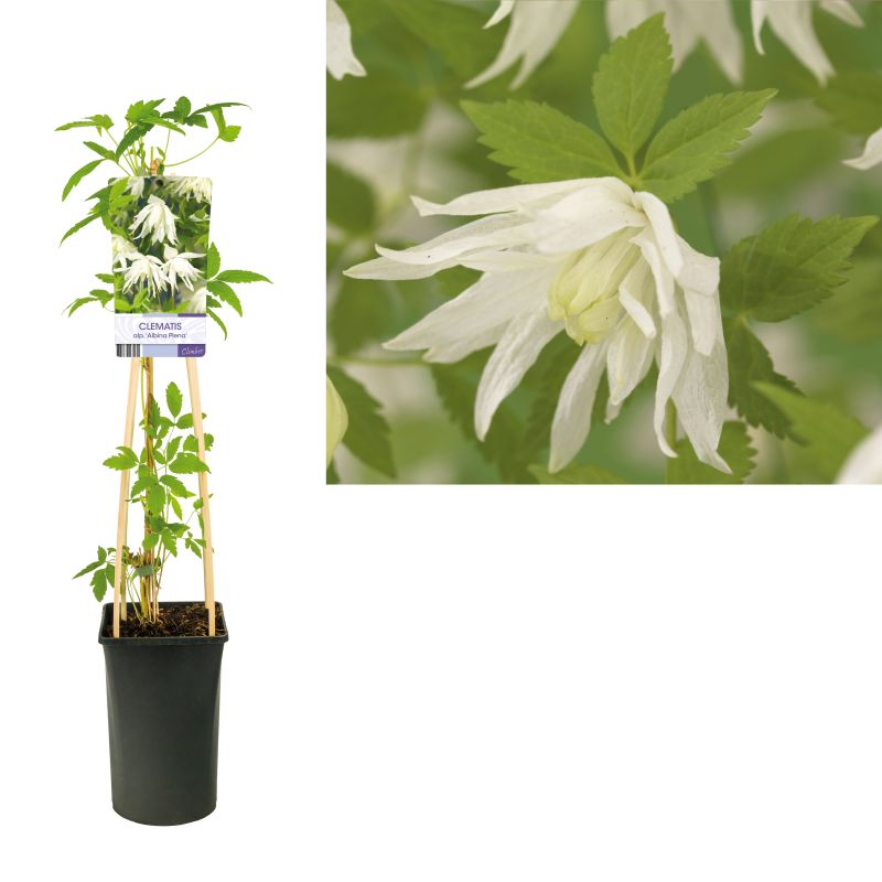 Clematis alpina 'Albina Plena'