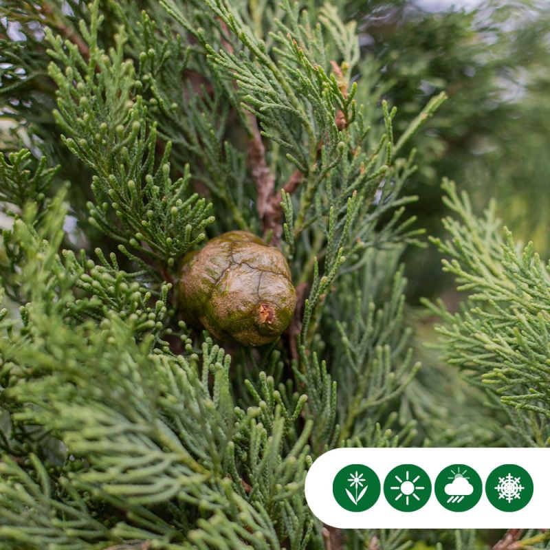 Cupressus Sempervirens Pyramidalis