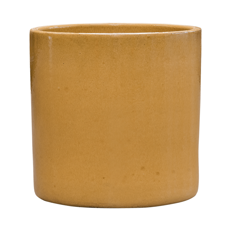 Croton Variegatum Mrs. Iceton in Cylinder Ceramic Honey