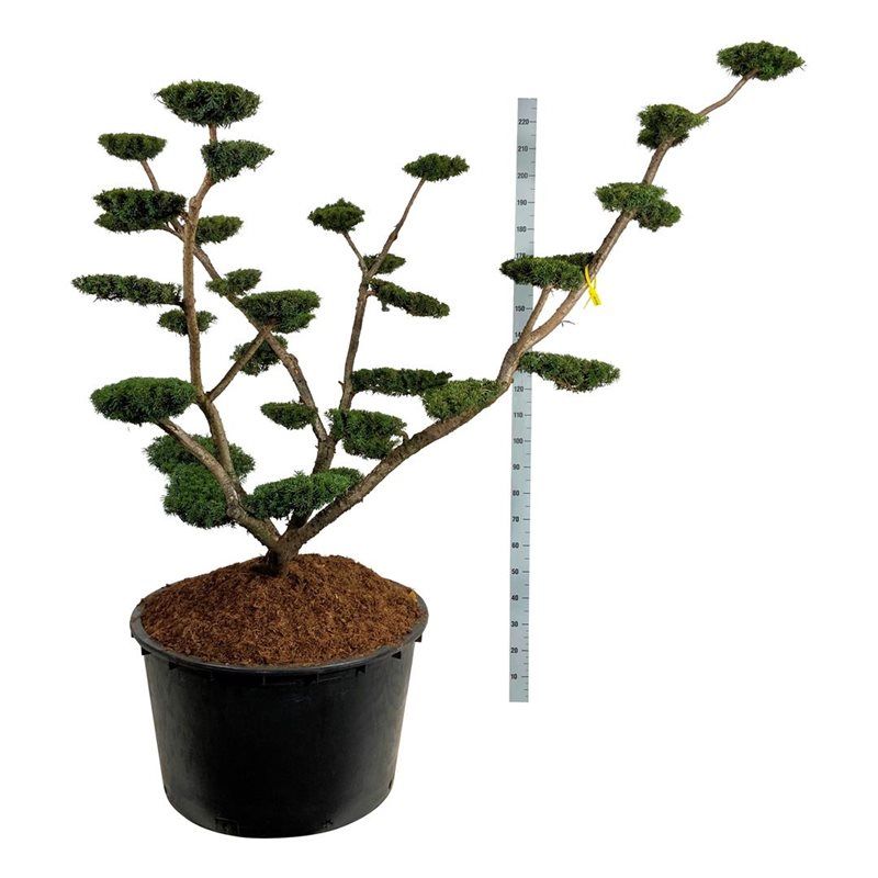 Taxus Media 'Densiformis' - bonsai