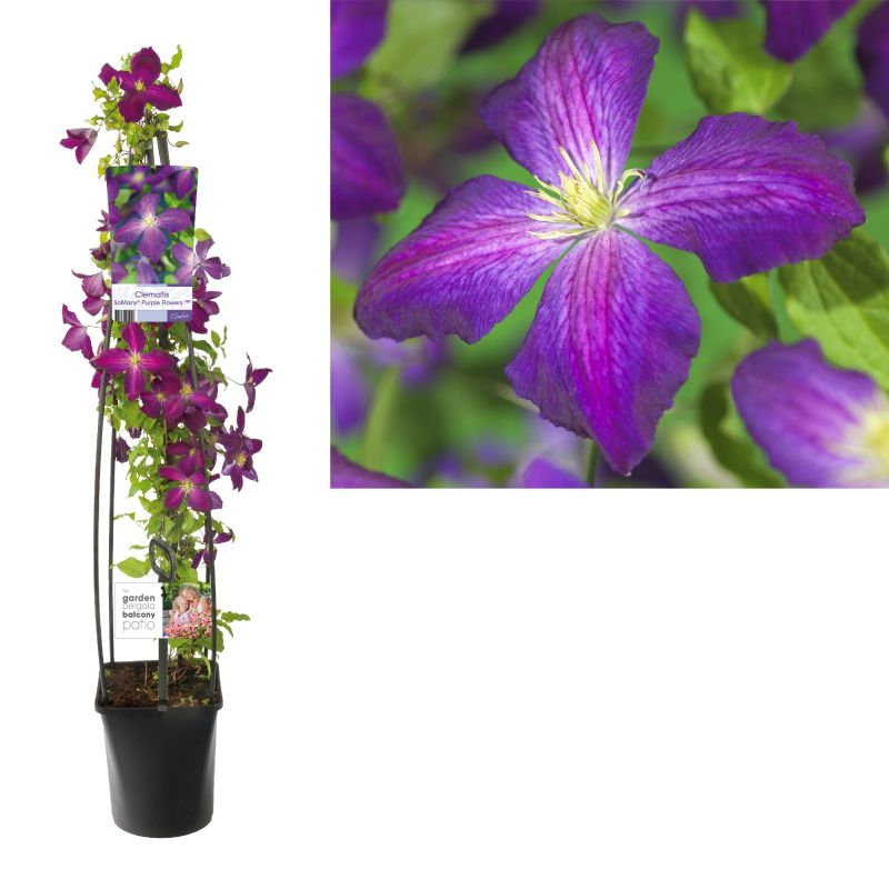 Clematis So Many Purple Flowers