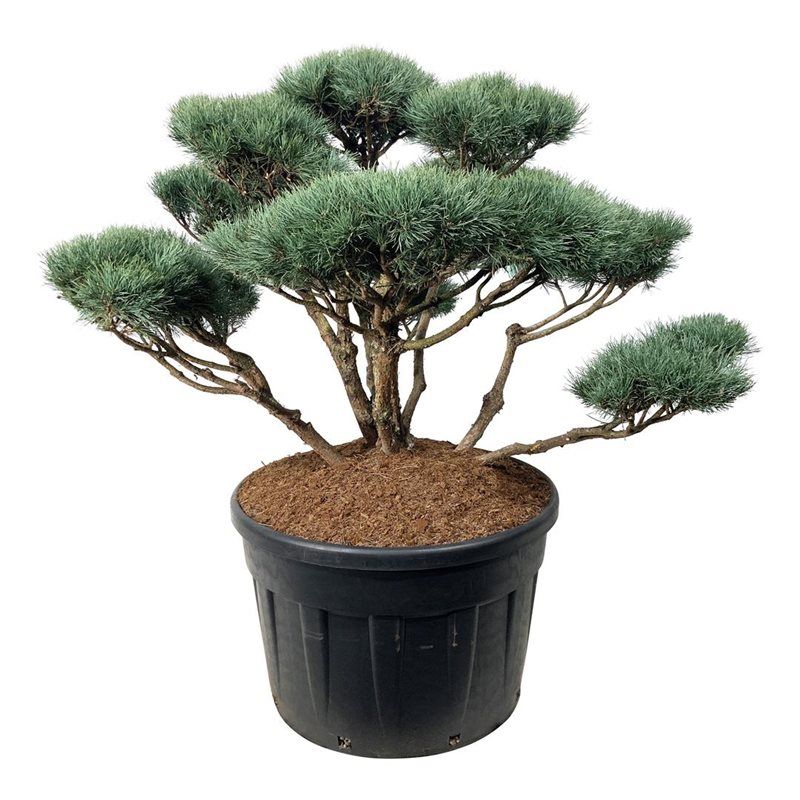 Pinus Watereri - bonsai