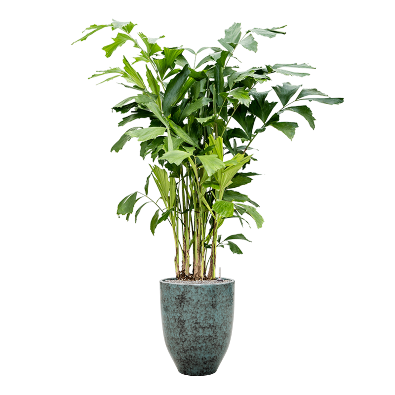 One and Only Reactive Green