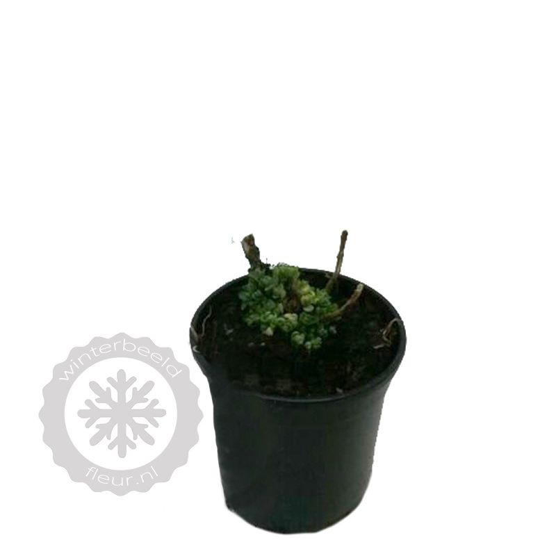 Sedum spectabile 'Rosenteller'