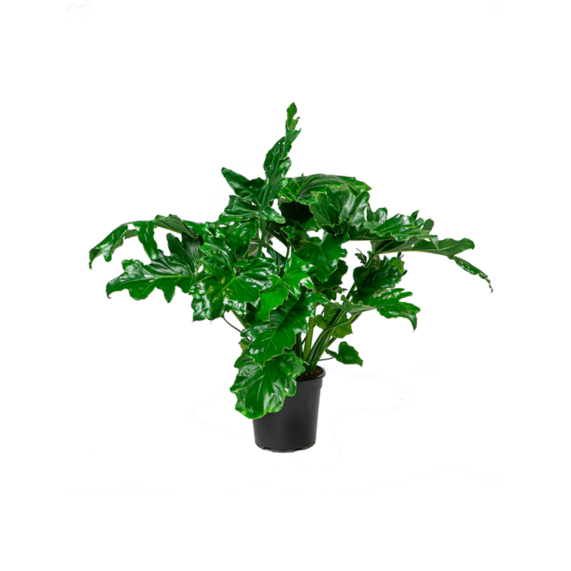 Philodendron Selloum 