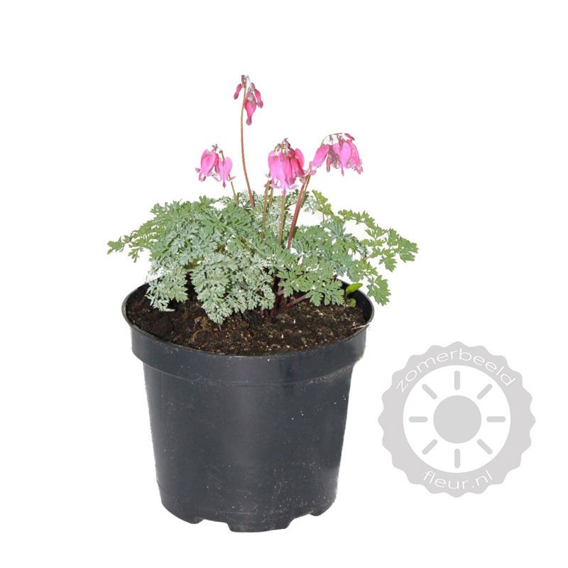 Dicentra formosa 'Adrian Bloom'