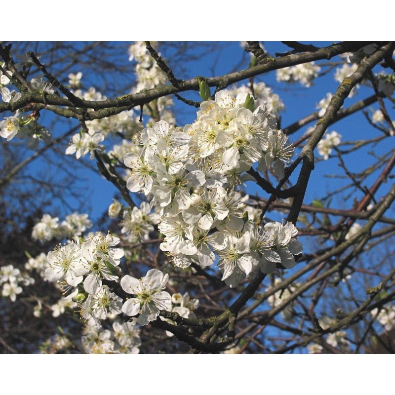 Prunus Domestica Opal - leiboom