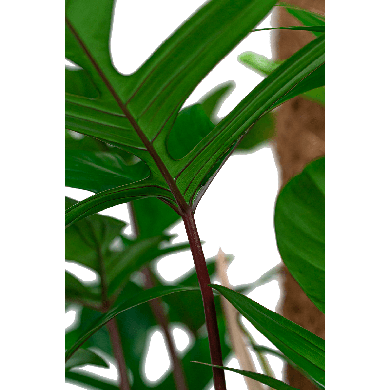 Philodendron Pedatum in Pure Soft antraciet