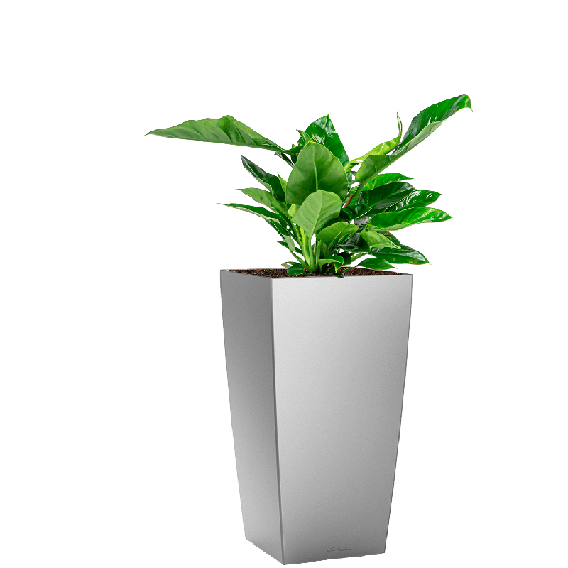 Philodendron Imperial Green in watergevende Cubico zilver