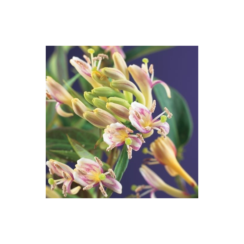 Lonicera henryi 'Copper Beauty'