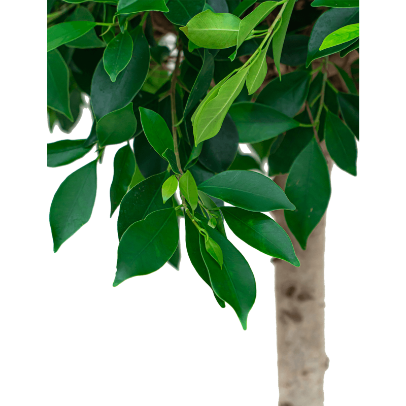 Ficus Nitida in Runner rond wit