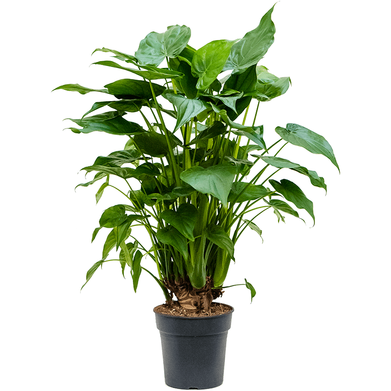 Alocasia Cucullata