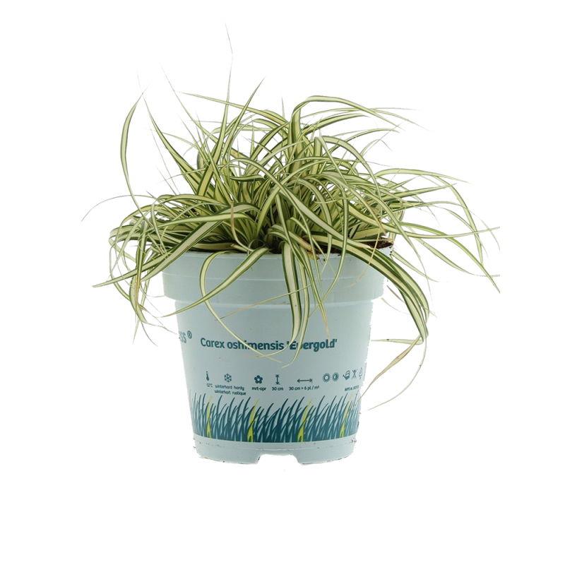 Carex oshimensis 'Evergold'
