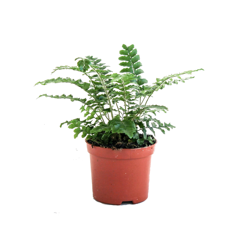 Polystichum polyblepharum