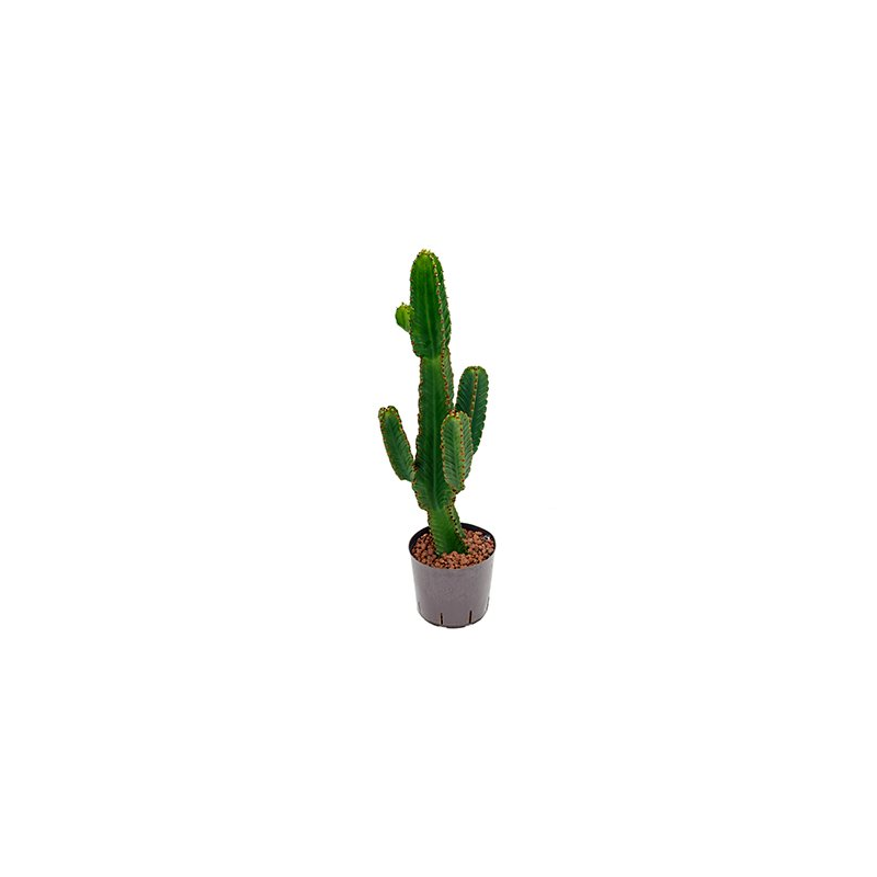 Euphorbia Tetra