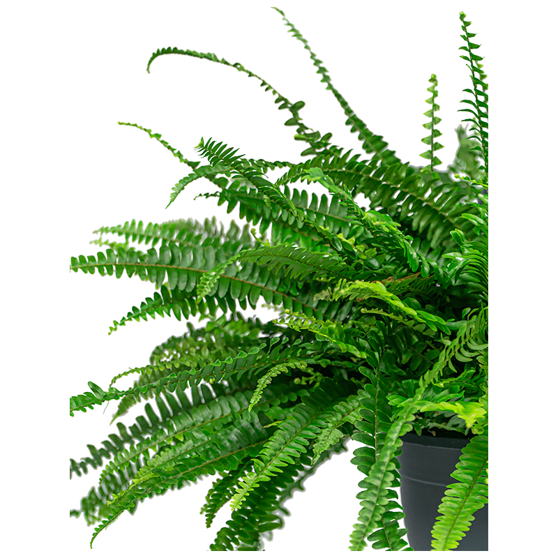 Nephrolepis in Brussels wit