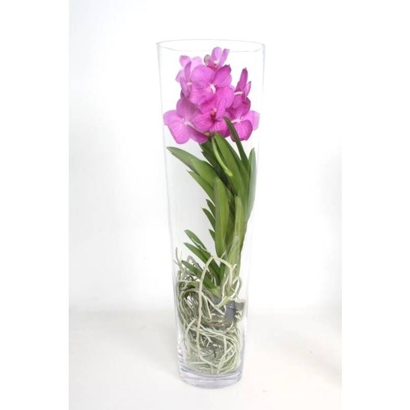 Vanda Orchidee rood in vaas