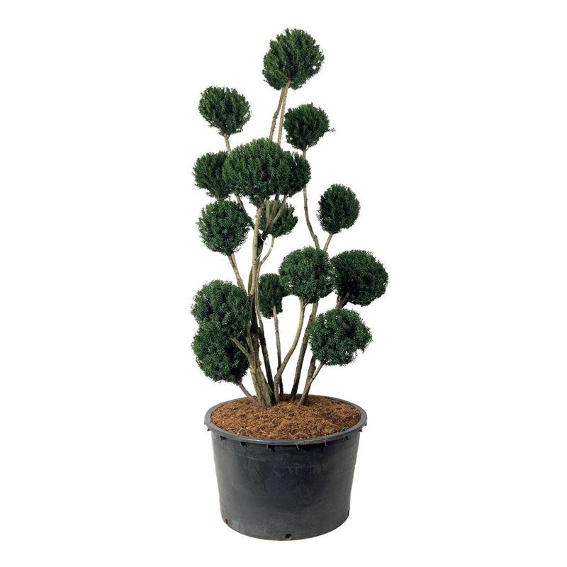 Taxus Brownii - multibol