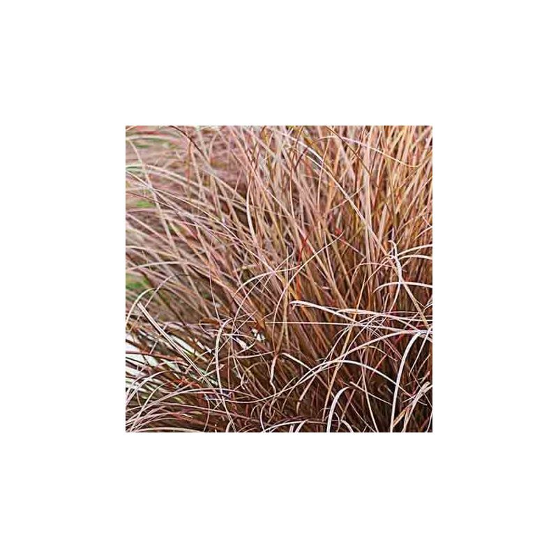 Carex comans 'Milk Chocolate'