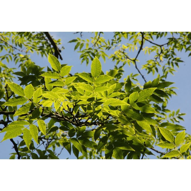 Phellodendron Amurense