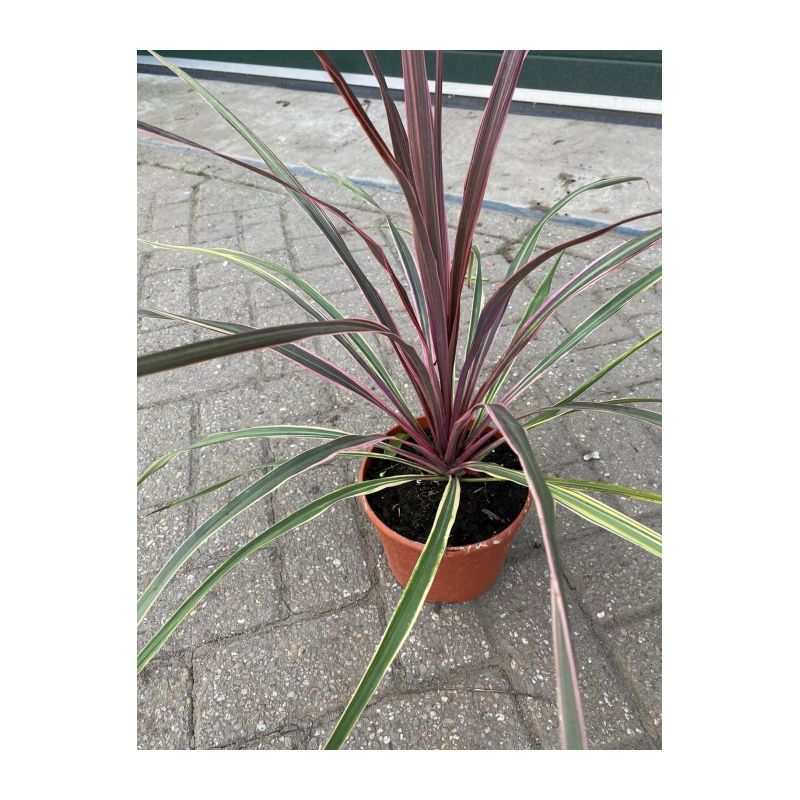 Cordyline Australis Can Can